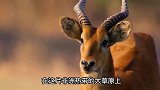 猎豹猎杀羚羊，结果遇上硬茬，被反杀丧命