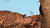 动物世界：狮子爬上树夺食，豹子白忙活一场！