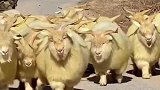 成群山羊慢悠悠赶路被网友评价神似慢羊羊