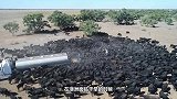 水车驶入干旱草原，上前头野牛疯狂奔向水车，下一秒画面令人感动