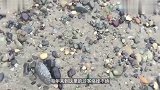 在俄罗斯有一片海滩,遍地都是宝石,游客却可以随便拿!