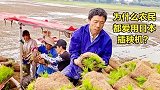 200亩水稻田插秧，一台日本洋马插秧机一天90亩