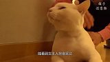 猫咪一夜变心，对曾经的主人拳打脚踢，再也哄不回来了