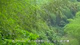 起个大早进山放鸡，意外发现老鹰守在鸡舍，确认这家伙体重可不低