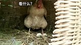 搞笑视频母鸡这操作神了，警觉性够强