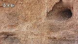 燕子育雏：崖沙燕挖掘了无数沙洞，当作鸟巢，在这里繁殖后代