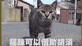 宠物冷知识：猫咪的胡须作用，你都知道吗？