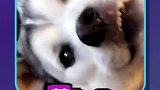哈哈哈哈，哈士奇承包了我一年的笑点