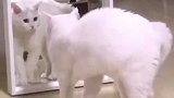 猫咪照到镜子这一刻表情太可爱了