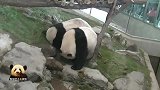 下班了，两只熊猫团子还在忙着打架