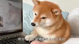 柴犬疯狂暗示主人给它按摩，小眼神无敌了，看完忍住别笑
