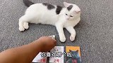 让猫咪看照片选男朋友，大家猜猫咪选了谁