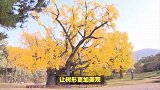 银杏树的养殖方法和注意事项