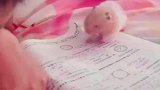 儿子作业被仓鼠狂啃，肚子里有知识的仓鼠