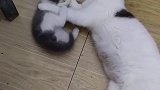 小猫：妈妈放开我，我要出去玩！