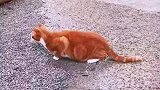 猫咪卡视野抓小鸟惊呆路人