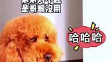 小主人挨揍，狗子既想管又不敢眼神里全是戏