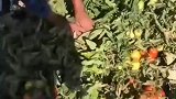 番茄熟了，新鲜采摘，田园生活