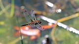 天津发现极度濒危蜻蜓，栖息地面临施工可能导致灭绝