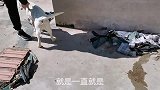 两狗狗在玩拔河竟打了起来，警犬后代马犬太凶了