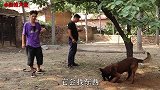 一条能听懂人话的马犬，主人一个口令就会寻找东西，网友：搜救犬
