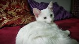 好漂亮的猫咪呢，你这小猫咪在瞅啥呢看这可爱的眼神！