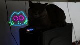 家里猫咪晚间的生活开始了，听说还有霓虹灯