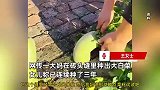 大妈砖头缝里种出大白菜：连种三年，不翻地撒上菜籽就长，还种了茄子豆角丝瓜