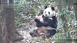 瑛华妈妈今天有点生气了，把熊儿子当枕头