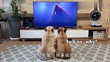 狗狗偷偷看电视，结果被剧情感动哭了，确定没成精吗？