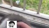 当好心大哥救下猫咪的孩子后，网友：这是真无障碍交流啊