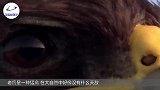 无人机正在航拍，突然飞来一只老鹰，下一秒无人机悲剧了