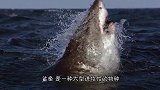 大白鲨发现一头海豹，扑上去就开始撕咬，咬了半天才发现不对劲