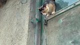 猫妈妈飞檐走壁带小猫回家，伟大的母爱让人无限感慨