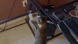 主人将玻璃板拆除后，猫咪习惯性跳上去，简直怀疑喵生了