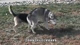 野狼和狗的差距有多大？2条狗群殴孤狼，镜头记录精彩一幕