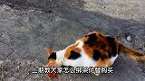 揭秘，流浪猫套路人类的手段