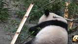 熊猫香香吃饱了，趴在竹子堆里，超萌背影让人着迷