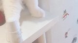 猫：别担心我就是给挪到边上不会弄掉的！