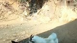 狗狗和山羊打架，山羊一要顶它狗狗就跑，最后山羊跑是什么套路