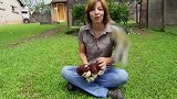 无恶不作的猴子，被小伙扔进巨蜥池！网友：这样的做法太过分了！