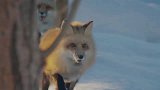狐狸在雪地里捕食，狩猎操作有点不一样！真废头！