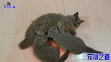 新来小猫把小公猫当妈妈，主人让胖公猫帮忙解围，它的反应太逗了
