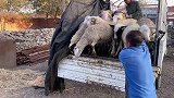 老五要成规模的搞养殖，又运回来18只肉羊，有两只大公羊真叫好