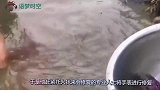 老外挖蚌壳的时候找到一块黄金手表，翻新后戴在手上像是土豪