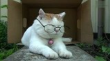 猫叔系列：猫叔的老眼镜儿 24秒亮了