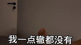 养猫的人不配睡觉动物图鉴