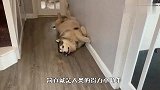 铲屎官拜托阿拉斯加照顾孩子，回到家一看，差点被暖哭了