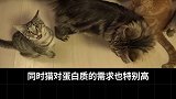 猫为什么爱吃肉？ 猫咪饮食结构  猫湿粮 随星而定嗨购618  petalk湿粮