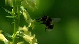 蜜蜂绑架蚜虫——慢镜头